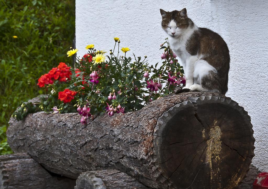 Schrunerhof Ebene Reichenau Bilik gambar